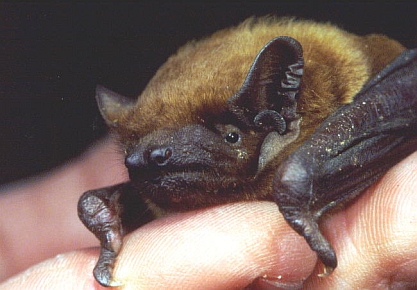 Kleiner Abendsegler (Nyctalus leisleri)