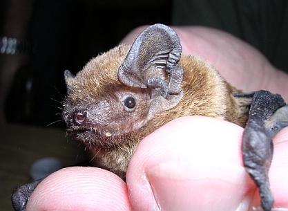 Kleiner Abendsegler (Nyctalus leisleri)