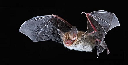 Bechsteinfledermaus (Myotis bechsteinii)