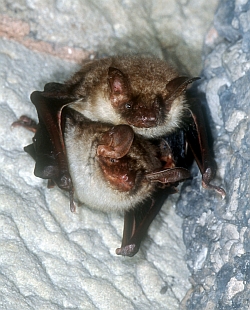 Große Maushoren bei der Paarung