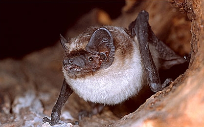 Zweifarbfledermaus